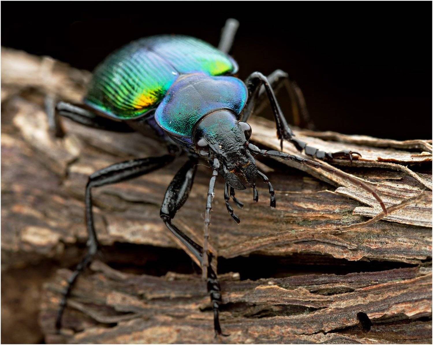 красотел пахучий, calosoma sycophanta, Павлов Дмитрий