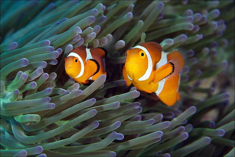underwater, coral, clown, anemone, fish  фото превью