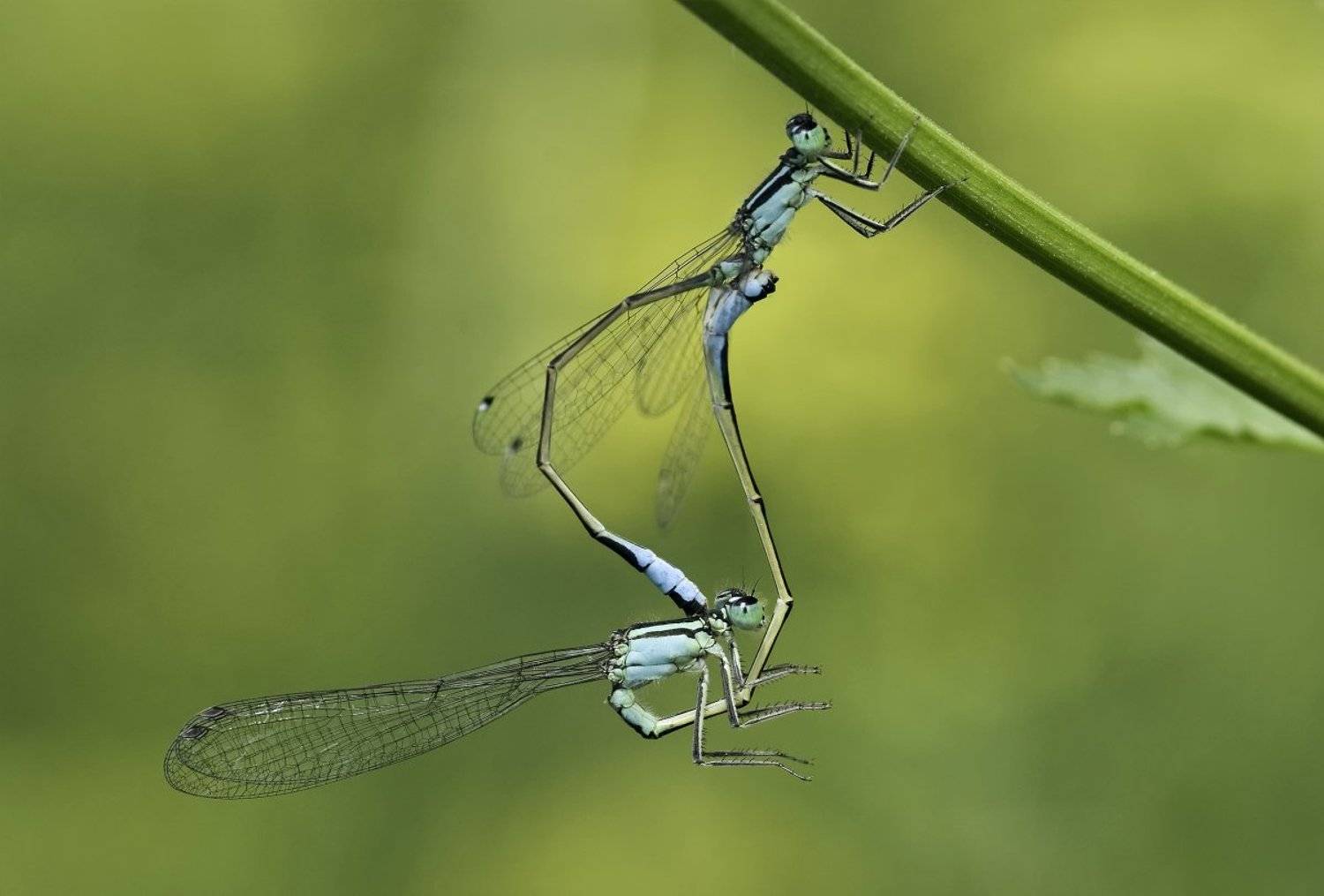 макро, стрекоза, nikon d80, micro-nikkor af 105mm f/2.8 d, Александр Кириченко