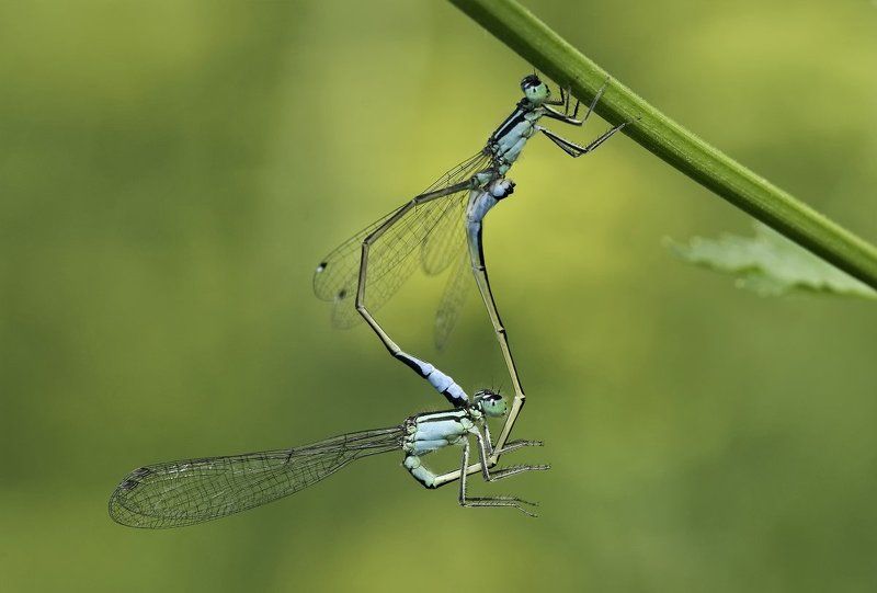 макро, стрекоза, nikon d80, micro-nikkor af 105mm f/2.8 d Цепкая любовь фото превью