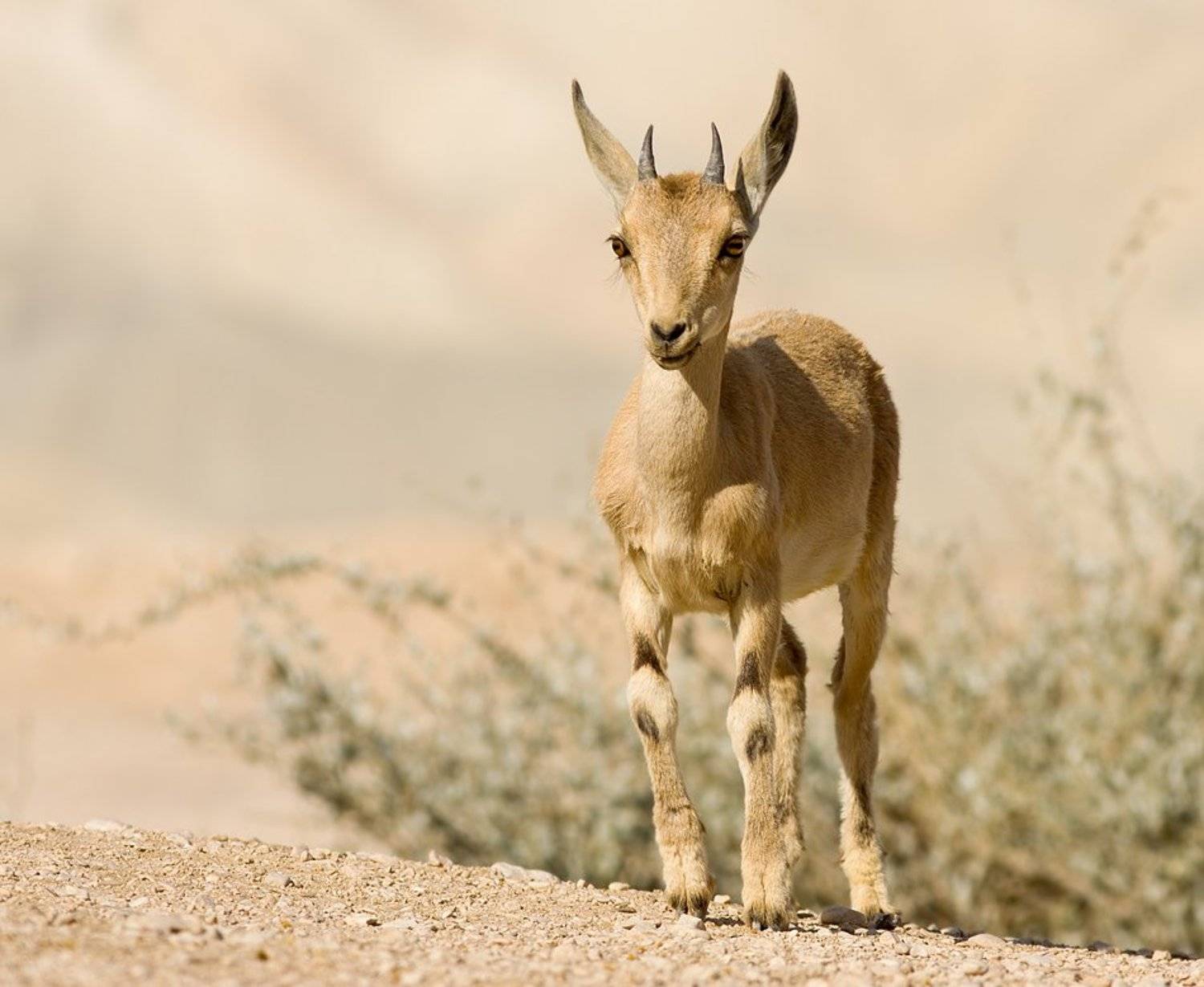 козерог, Alena