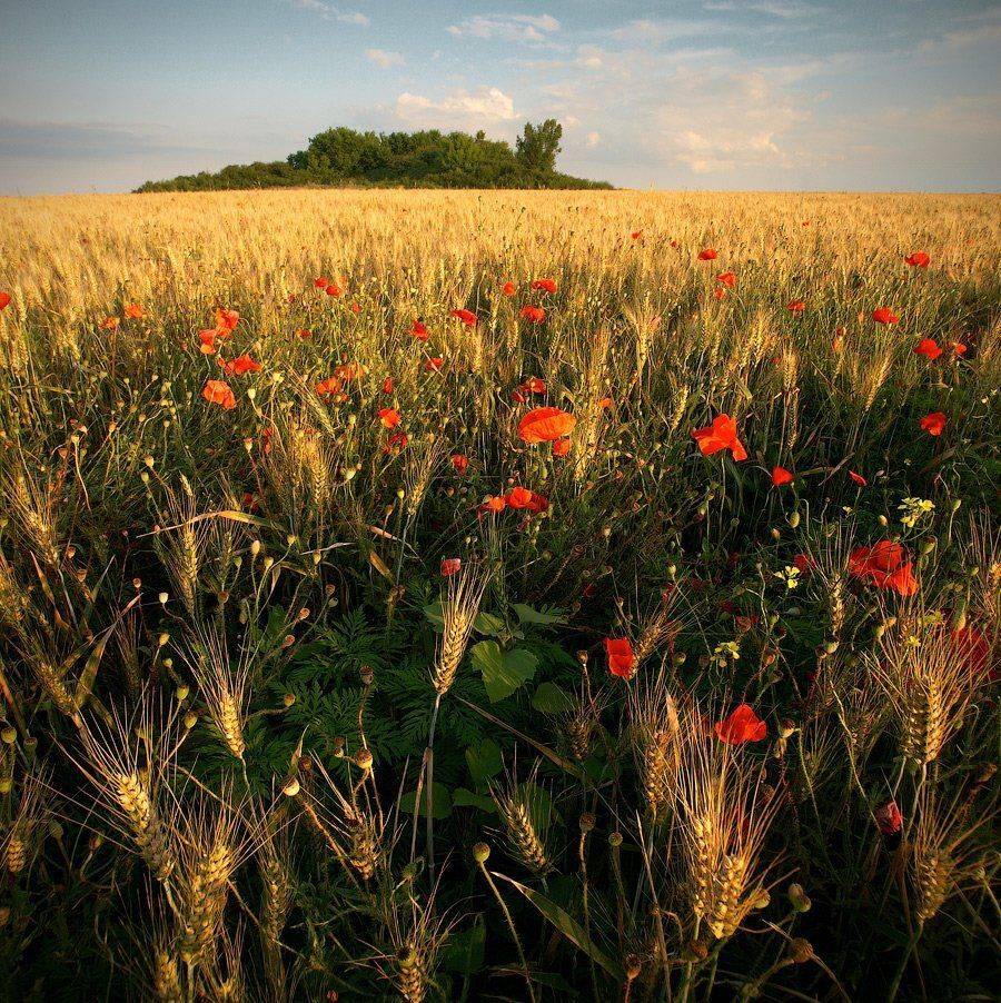 поле, пшеница, Виталий Башкатов