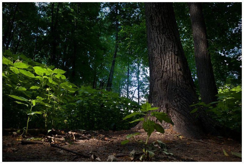 Свет и тень Нескучного сада фото превью