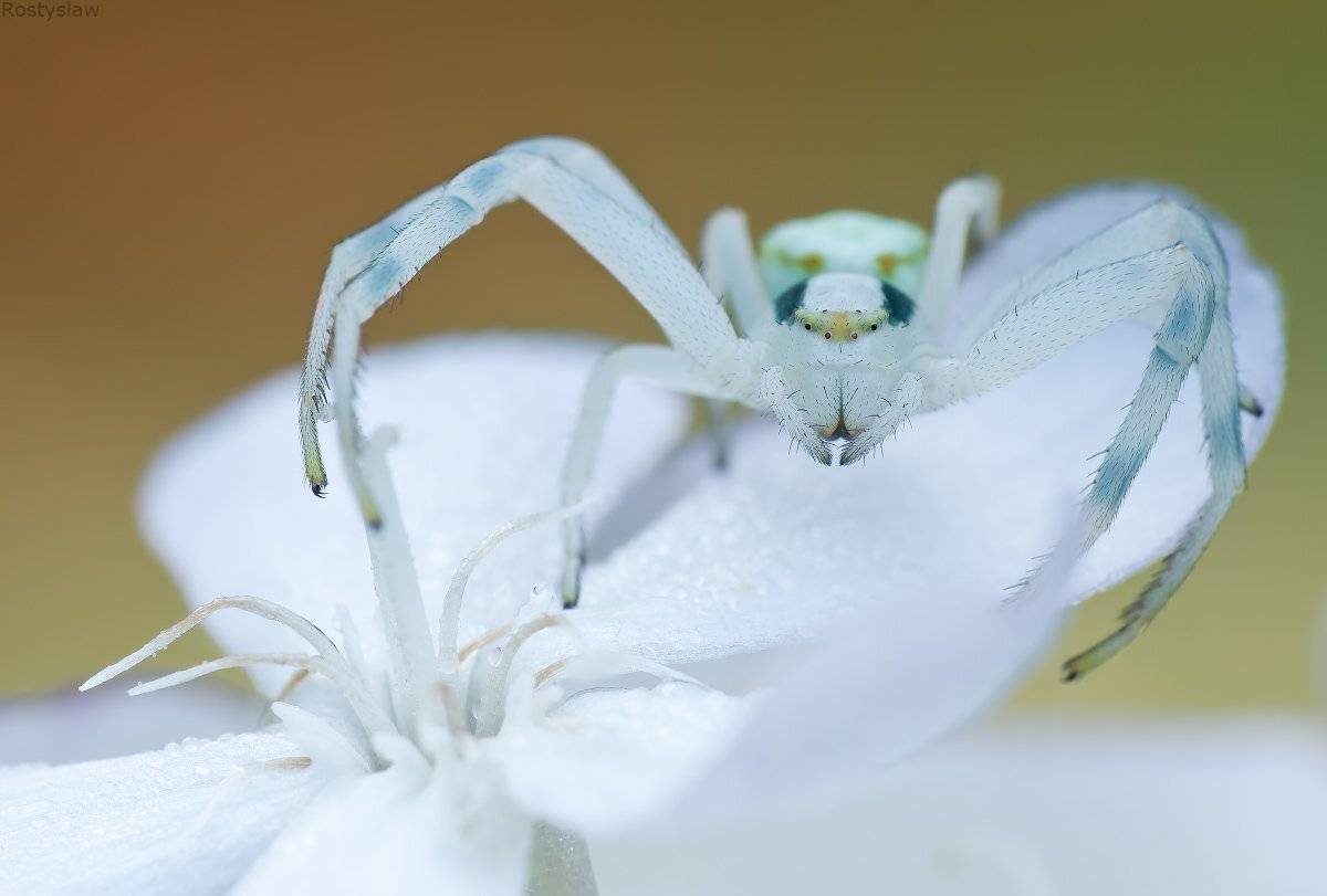 , canon 100mm macro usm, ростислав, Ростислав