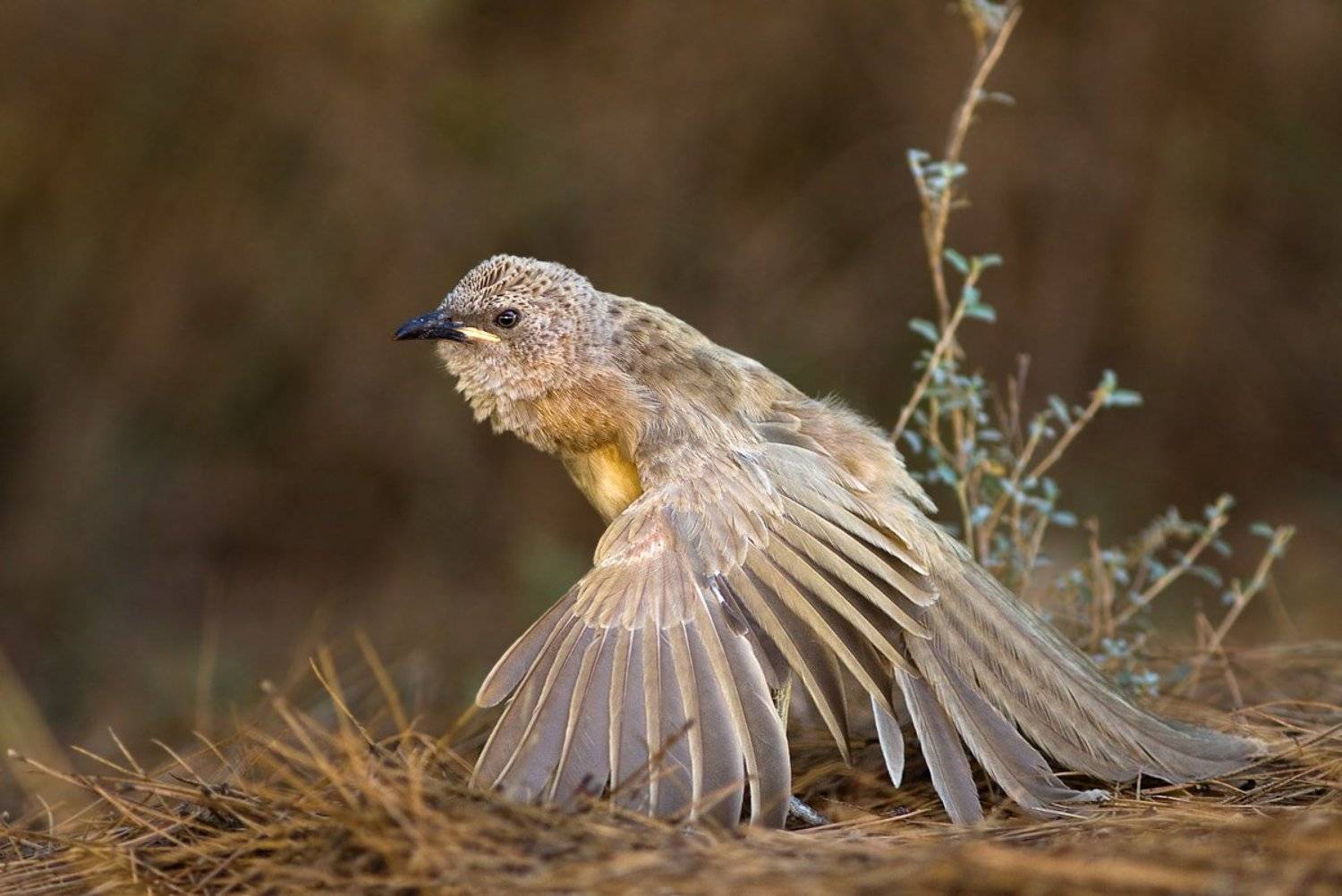 серый, арабский, дрозд, Alena