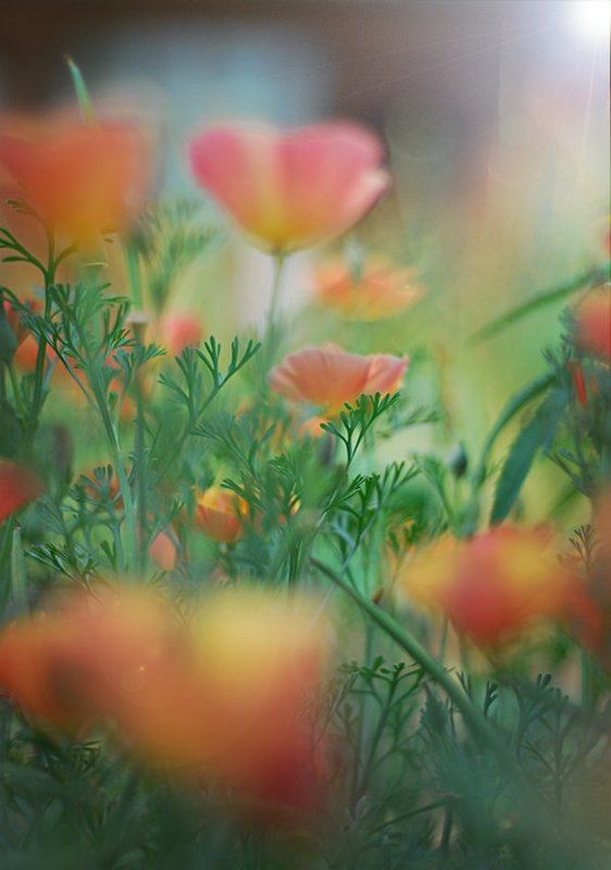 природа, лето, цветы  фото превью