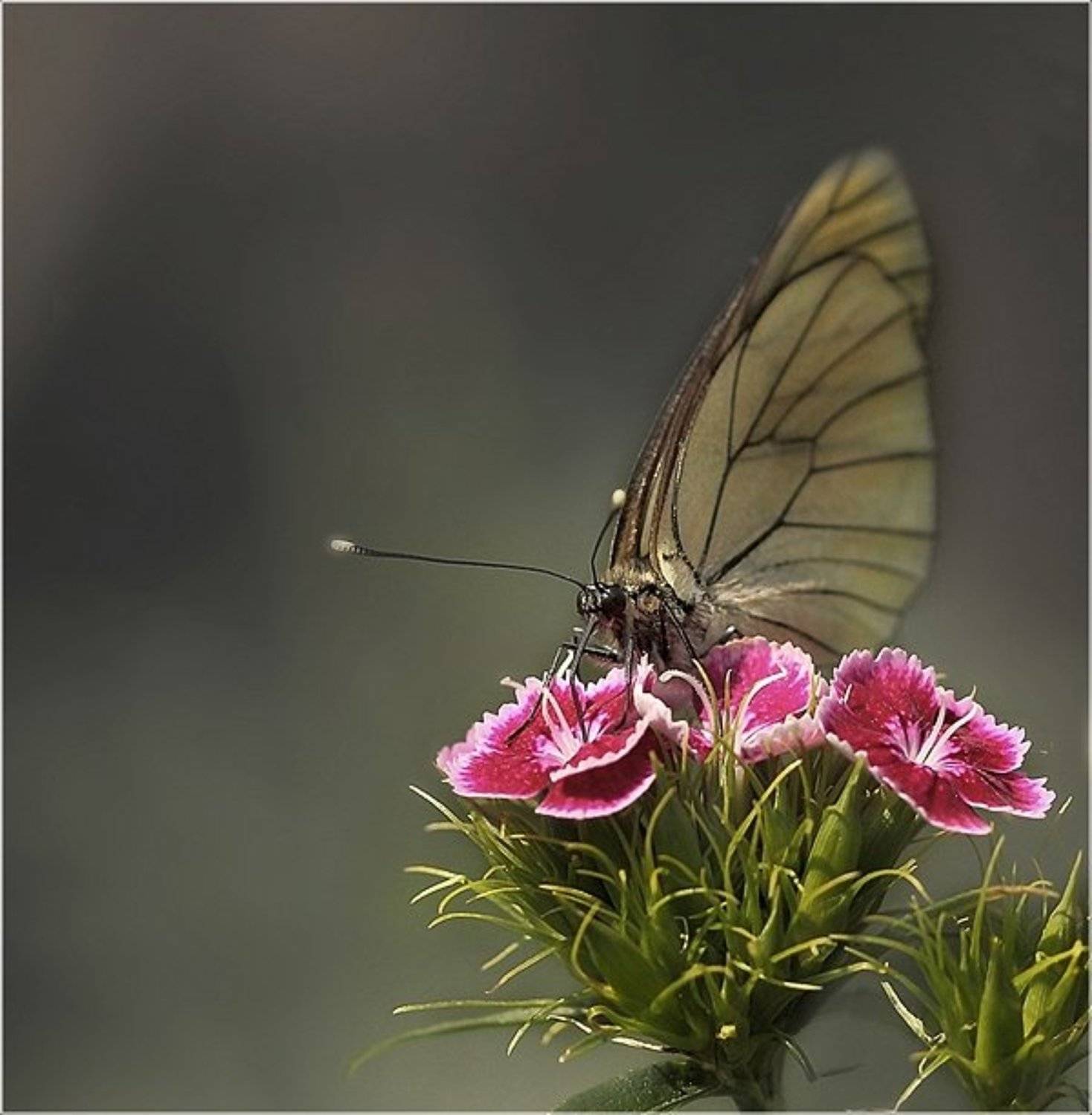 , природа, бабочка, Дмитрий Алексеев
