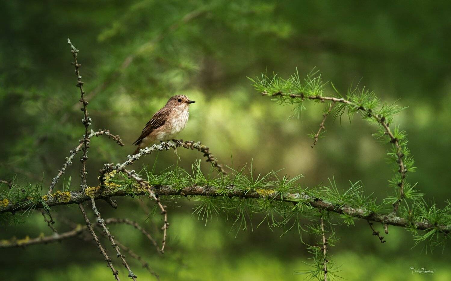 природа, лес, животные, птицы, Дмитрий Посевич