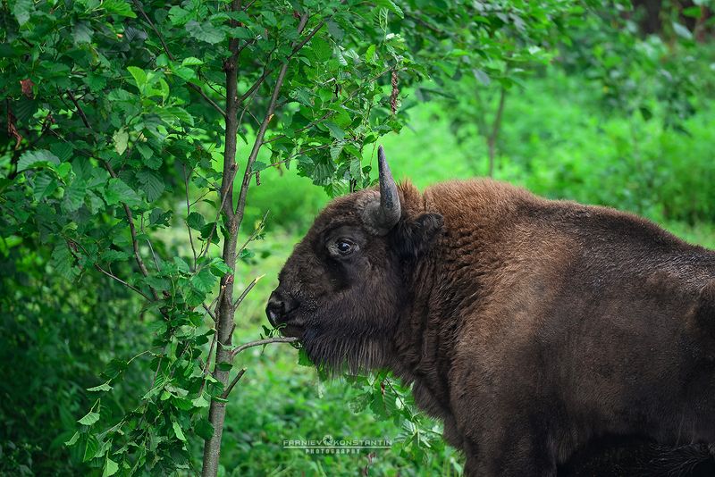 ossetia, caucasus, bison, зубр, бизон, Осетия, Северная Осетия,  Free young bison  фото превью