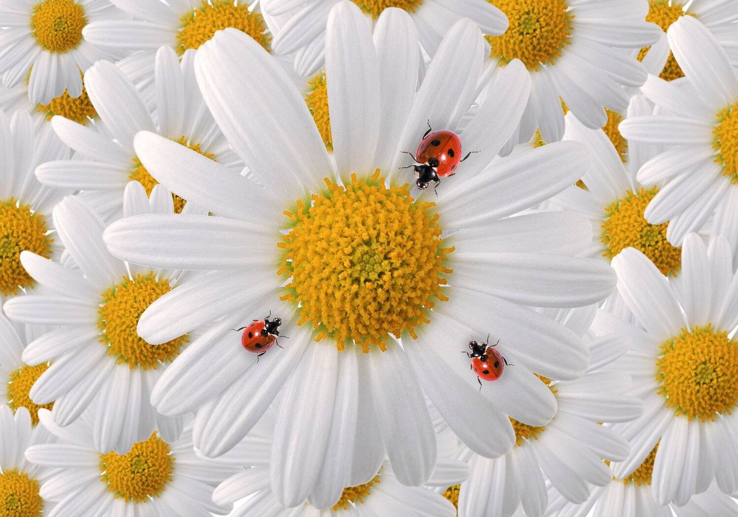 цветок, божья коровка, фон, флора, ромашка, Sergii Vidov