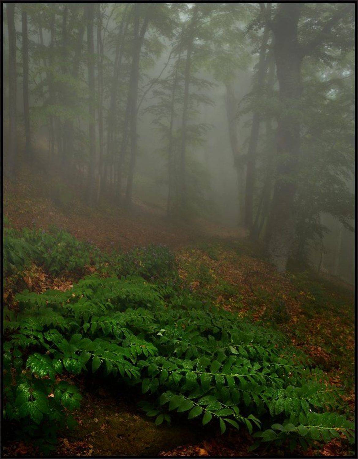 , Владимир Метцгер