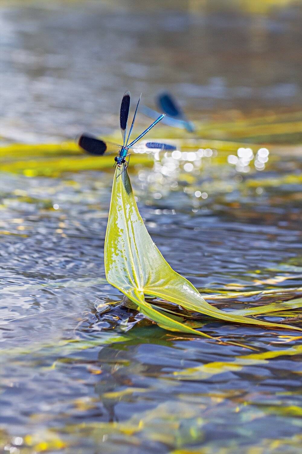 стрекоза,глаза,цвет,свет,лист,насекомое,жук, Юрий Котов