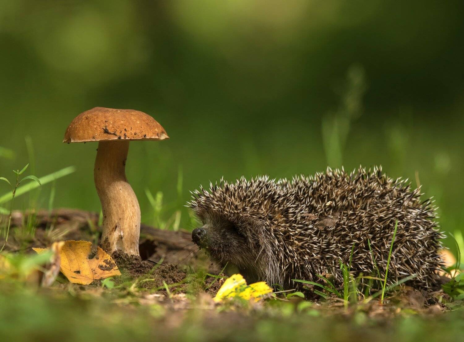 птицы,лето,лес,ёж,грибы, Андрей Киселёв