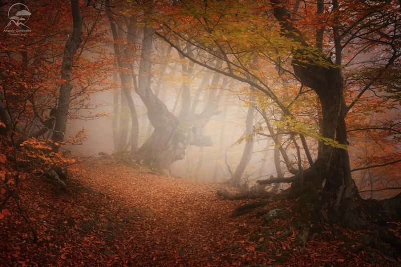 пейзаж, природа, лес, туман, крым Легенды осени фото превью