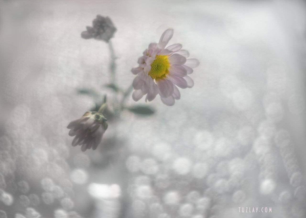 лиловый цветок, капельки, боке, гелиос 44, bokeh, астра, Владимир Тузлай