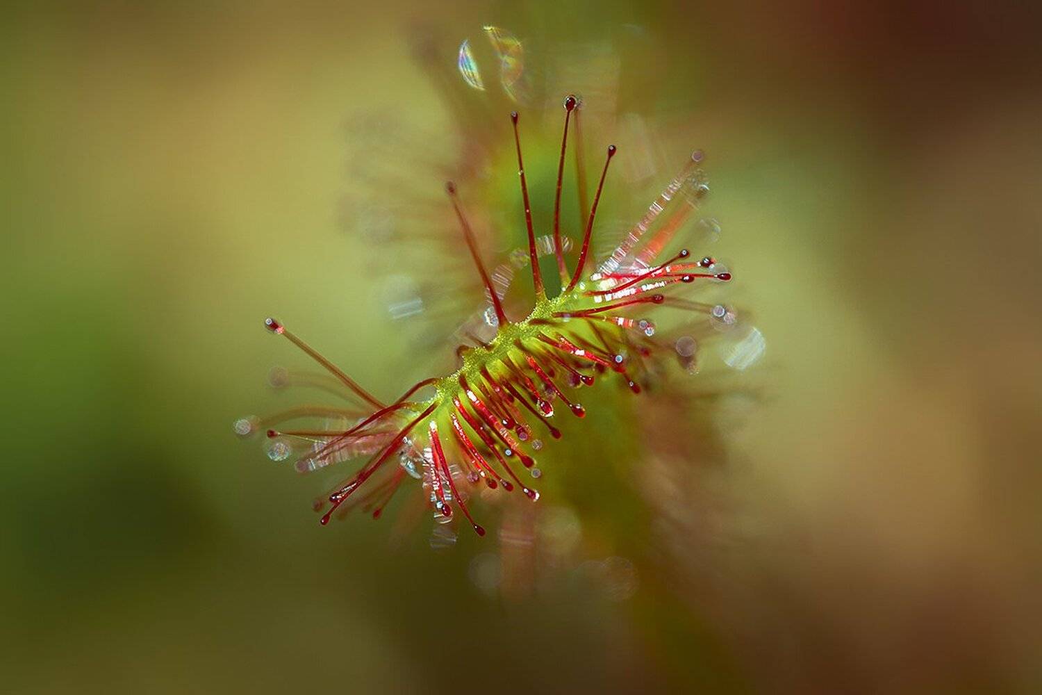 , Анатолий Зверев