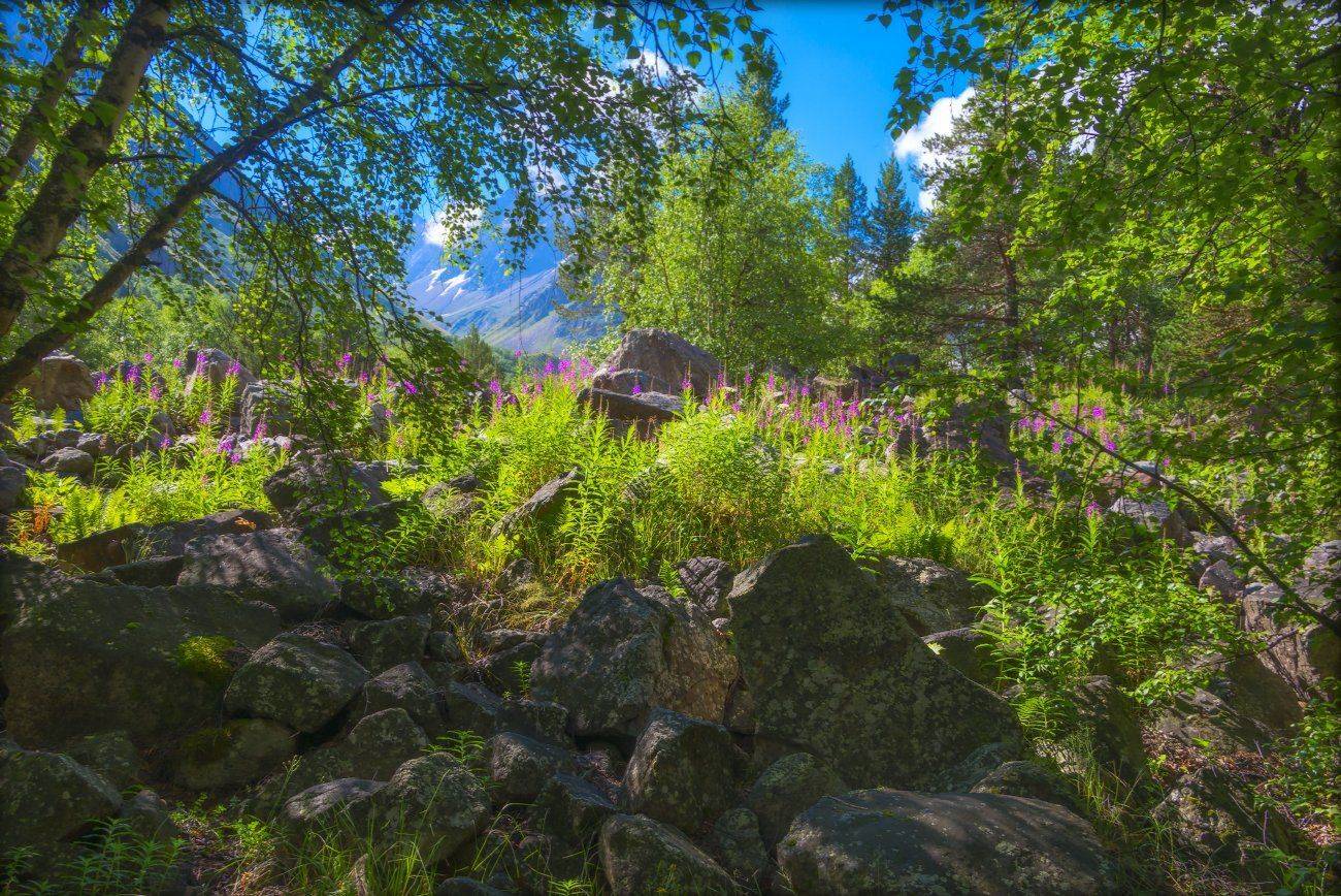 горы, лето, иван-чай,полдень,чегем,камни,тишина, Елена Брежицкая