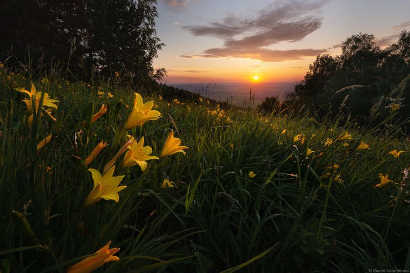 пейзаж, восход, цветы, лилии, цвет, алтай Лилейник фото превью