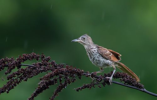 Коричневый пересмешник -Brown Thrasher Juvenile
