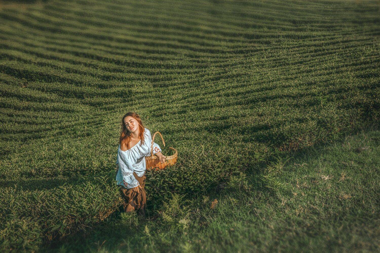 девушка чай плантации корзина собирает рыжая красиво ряды, Андрей Володин