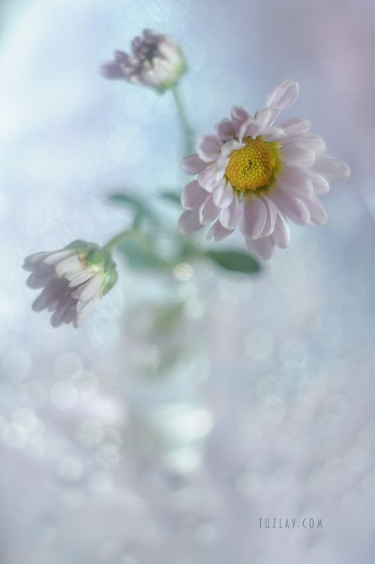 лиловый цветок, капельки, боке, гелиос 44, bokeh, астра Лиловый во флаконе и бокешки #3 фото превью