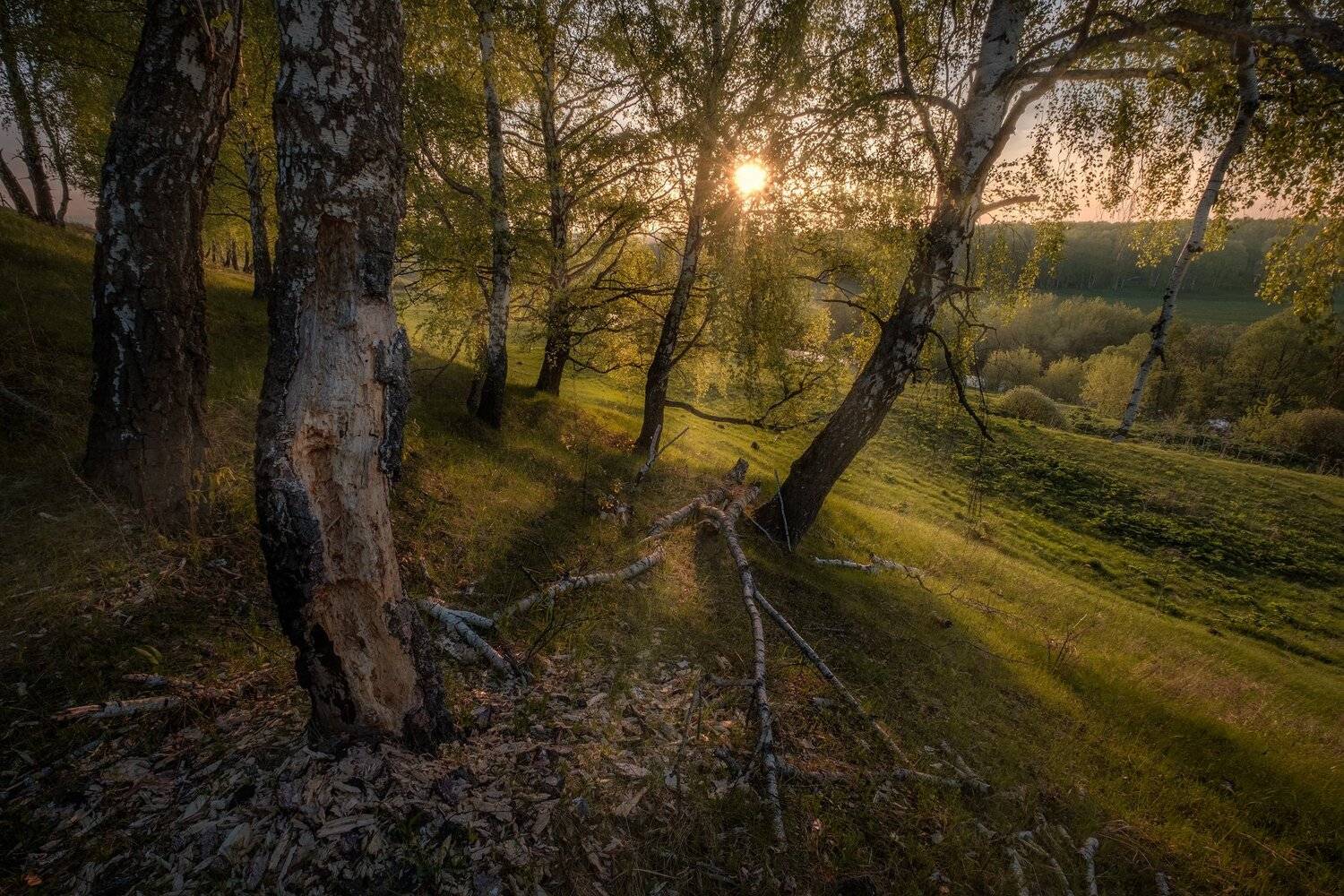 пейзаж, протекино, осетр, зарайск, рассвет, роща, березы, солнце, Андрей Чиж