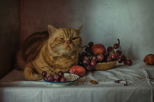 Кот и виноград