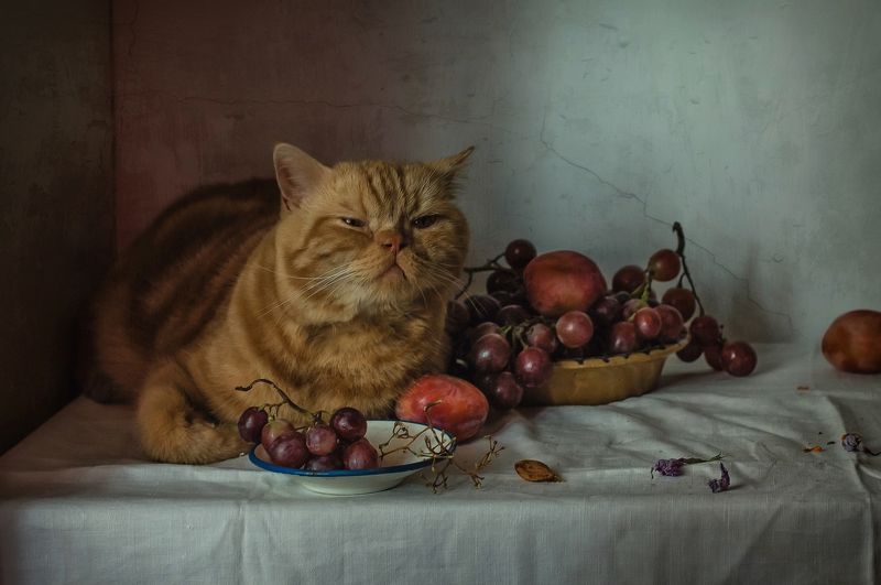 животные, кот, фрукты, виноград, сливы Кот и виноград фото превью