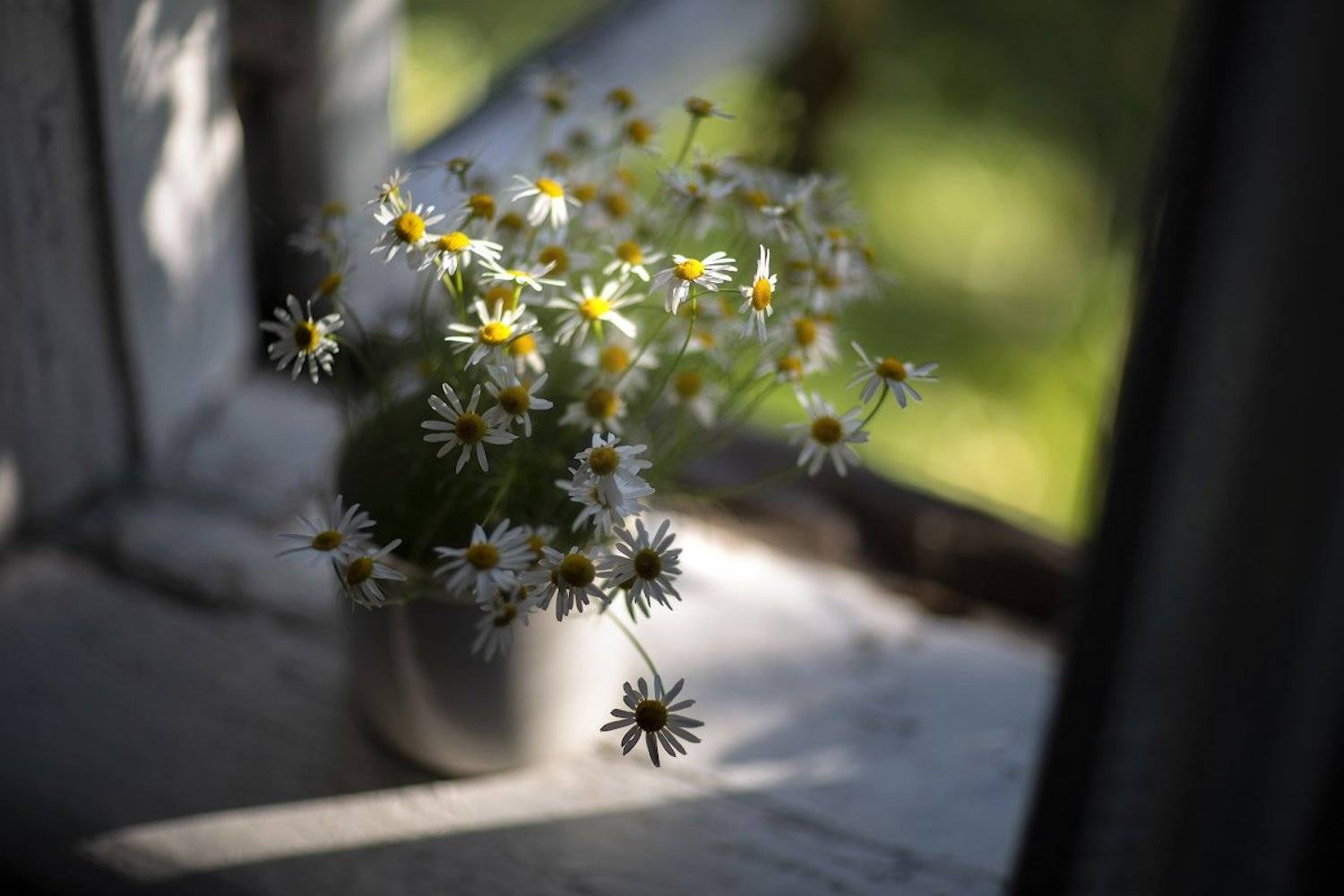 ромашки, Козлов Пётр