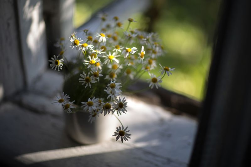 ромашки Август фото превью