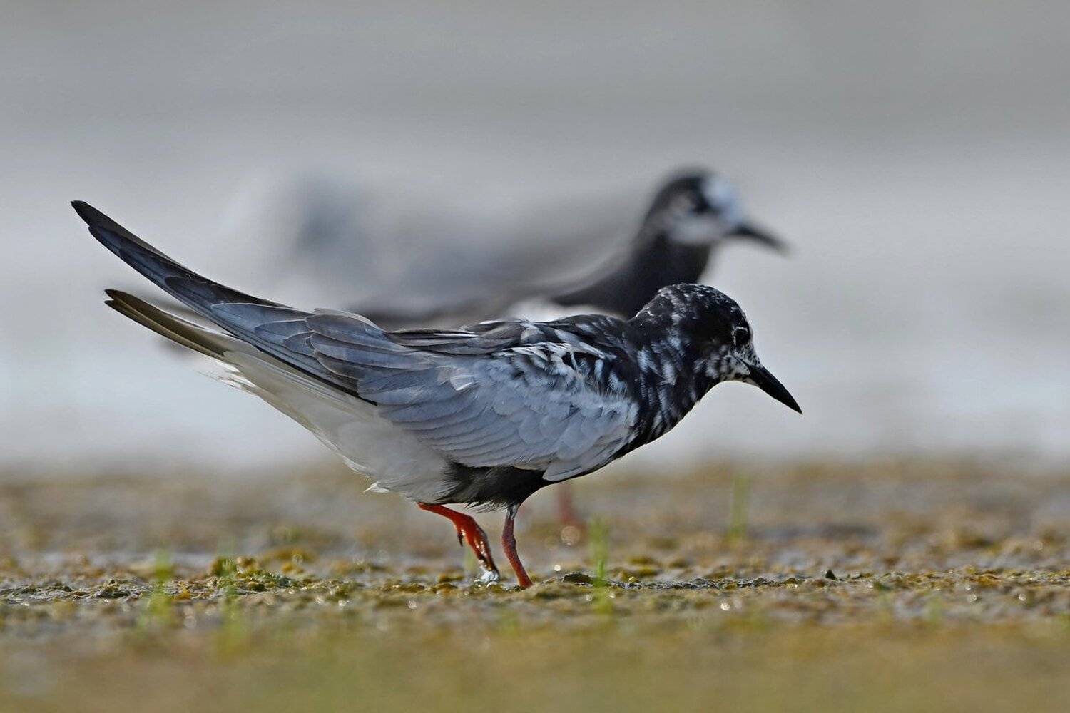 чайка, Александр Маркелов