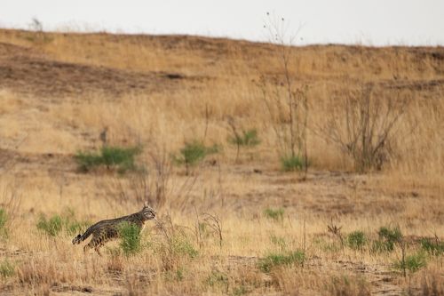 Дикий ,Степной кот