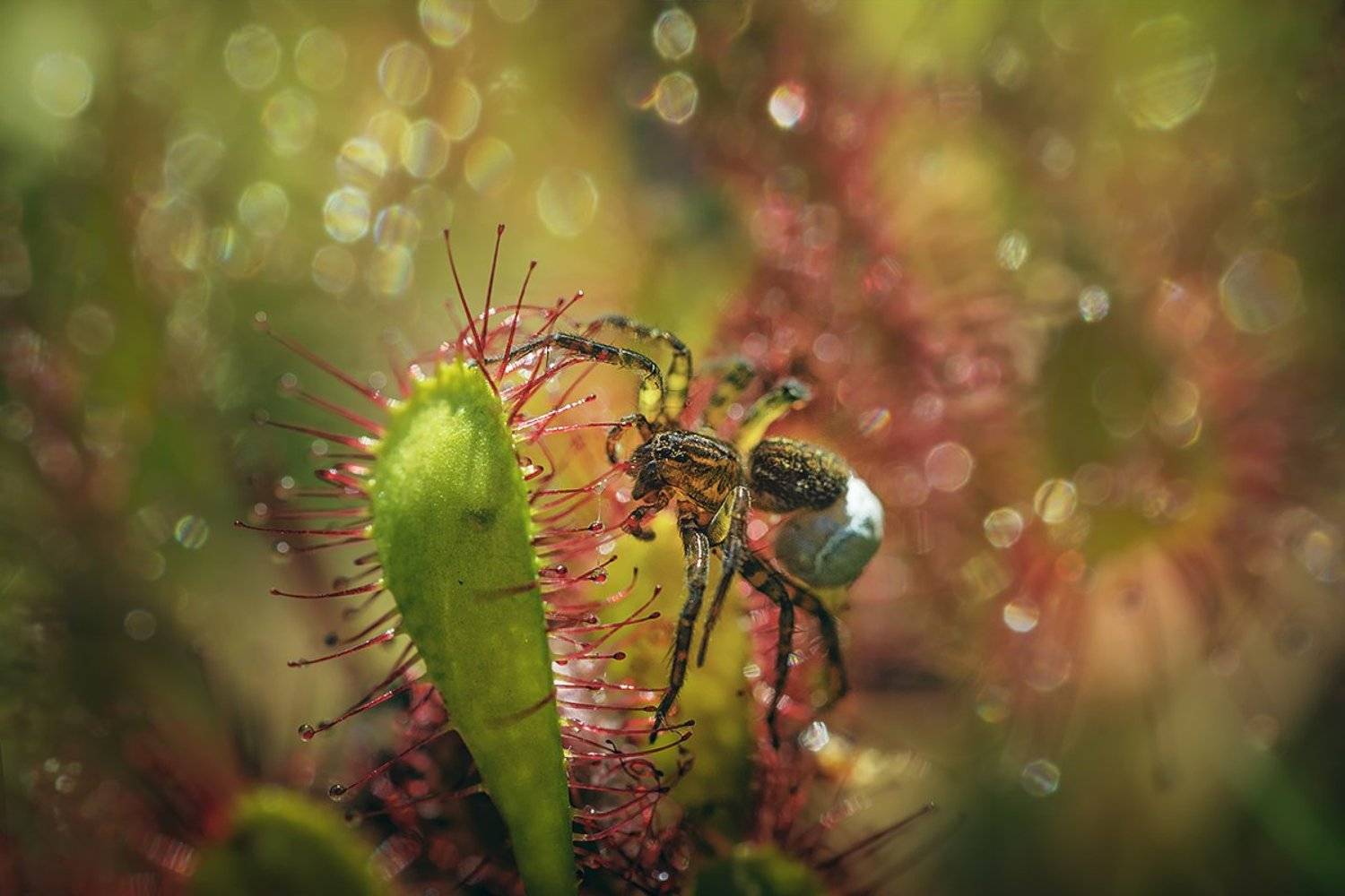 , Анатолий Зверев