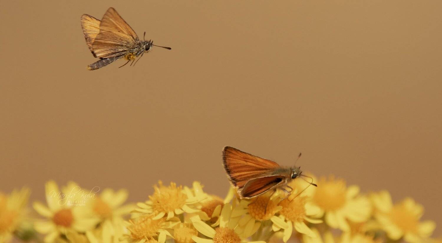 skipper, butterfly, nature, wildlife, MARIA KULA