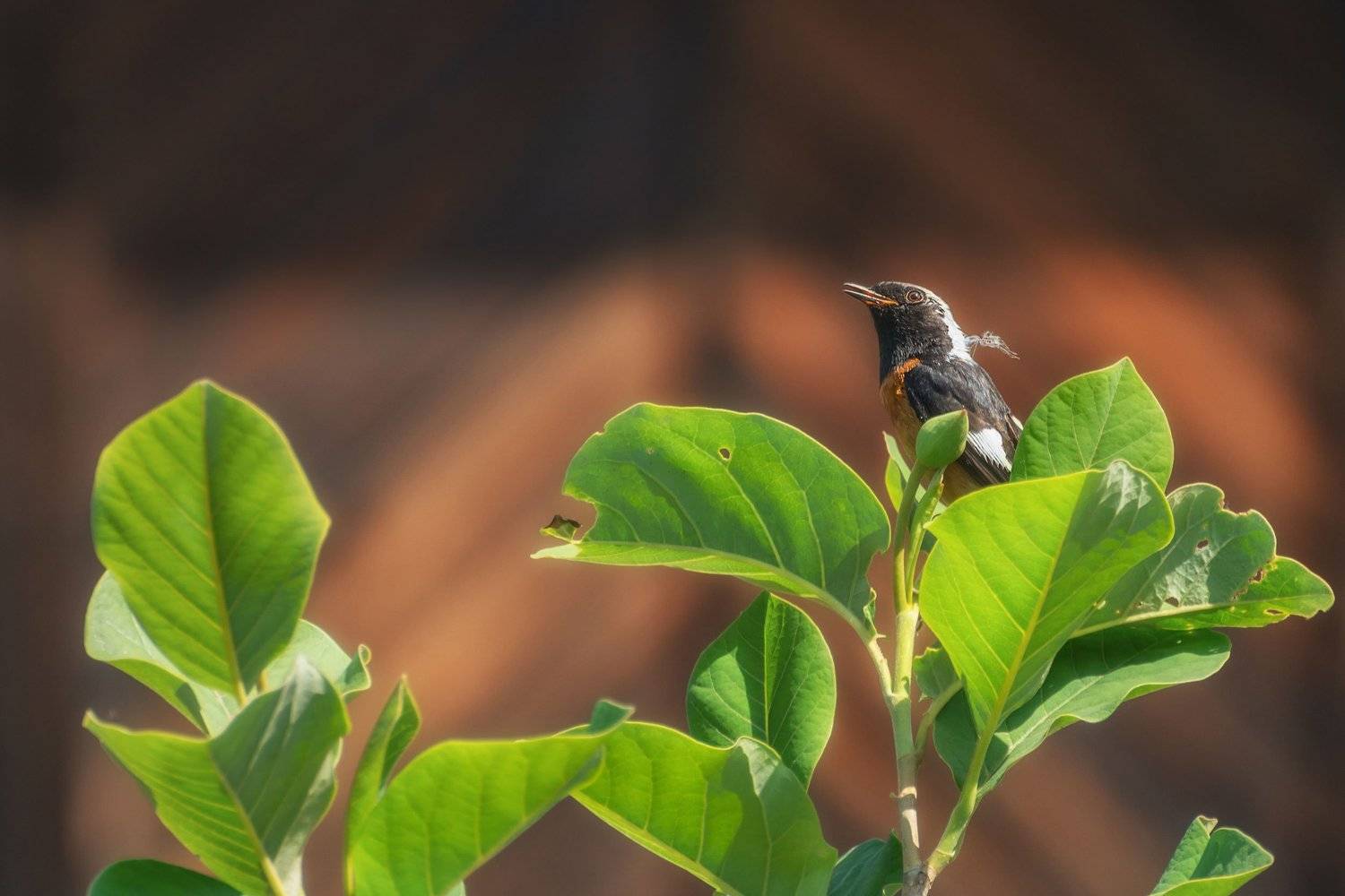 , Шинкарева Елена