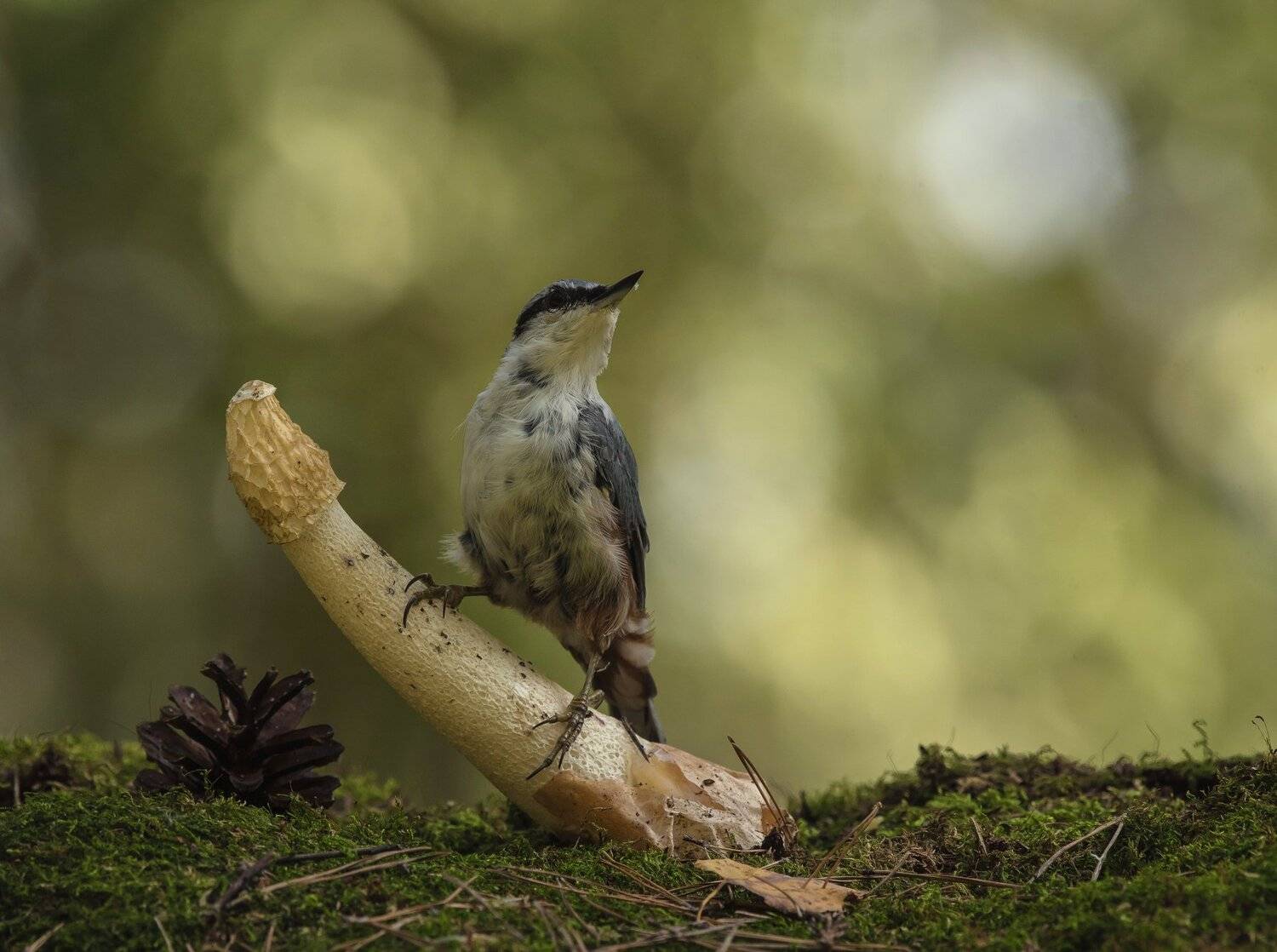 птицы,природа,лето,лес,грибы, Андрей Киселёв