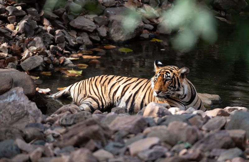 Водные процедуры фото превью