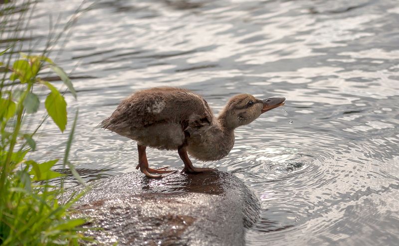 животные,птицы,природа,фауна,весна,фотоохота,утки,вода,birds,капли,animals, Aquafresh фото превью