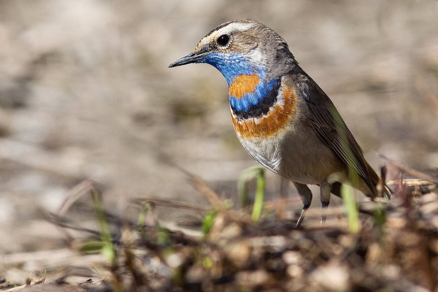 , Сосновских Вячеслав