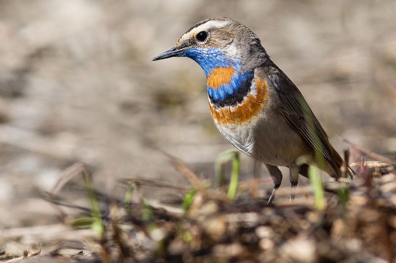 Варакушка фото превью