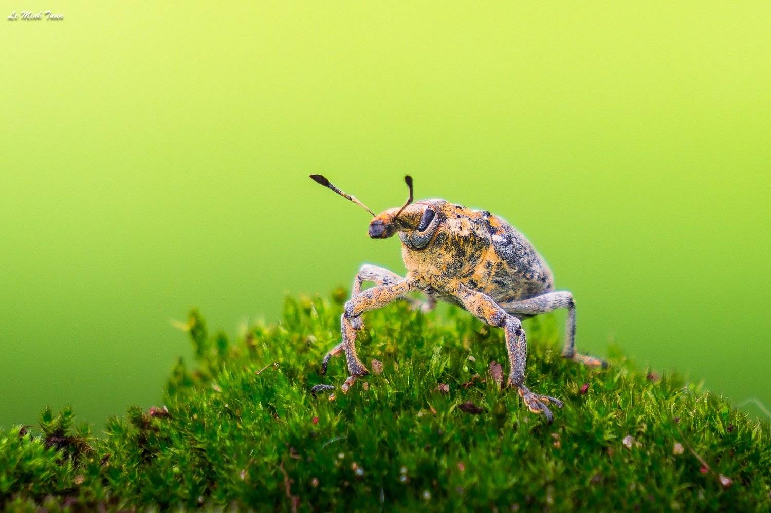 weevil, L&ecirc; Minh Tuấn