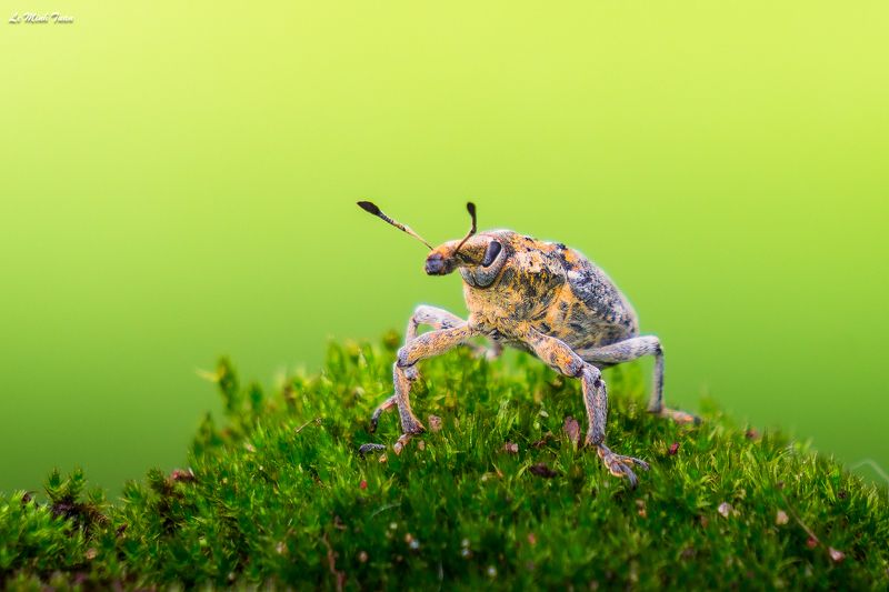 weevil Weevil фото превью