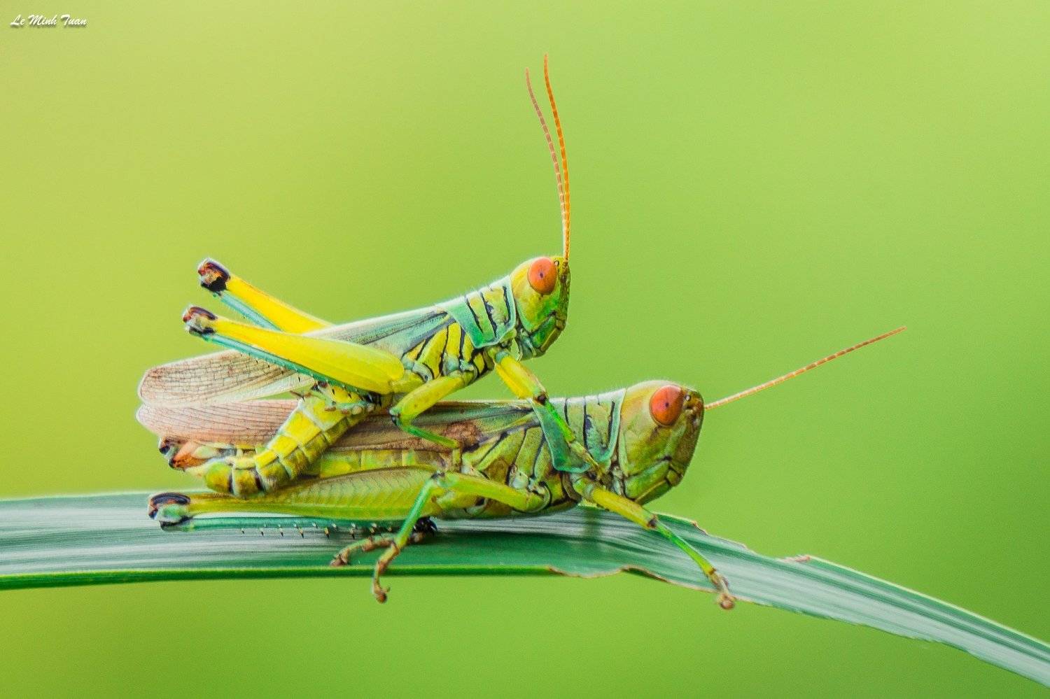 mating, L&ecirc; Minh Tuấn