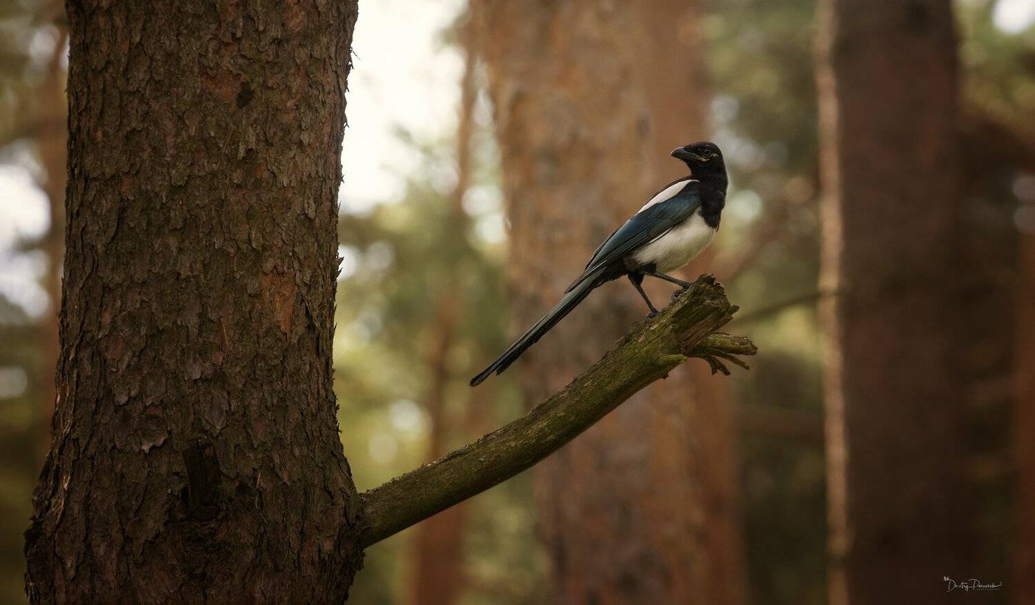 природа, лес, животные, птицы, Дмитрий Посевич