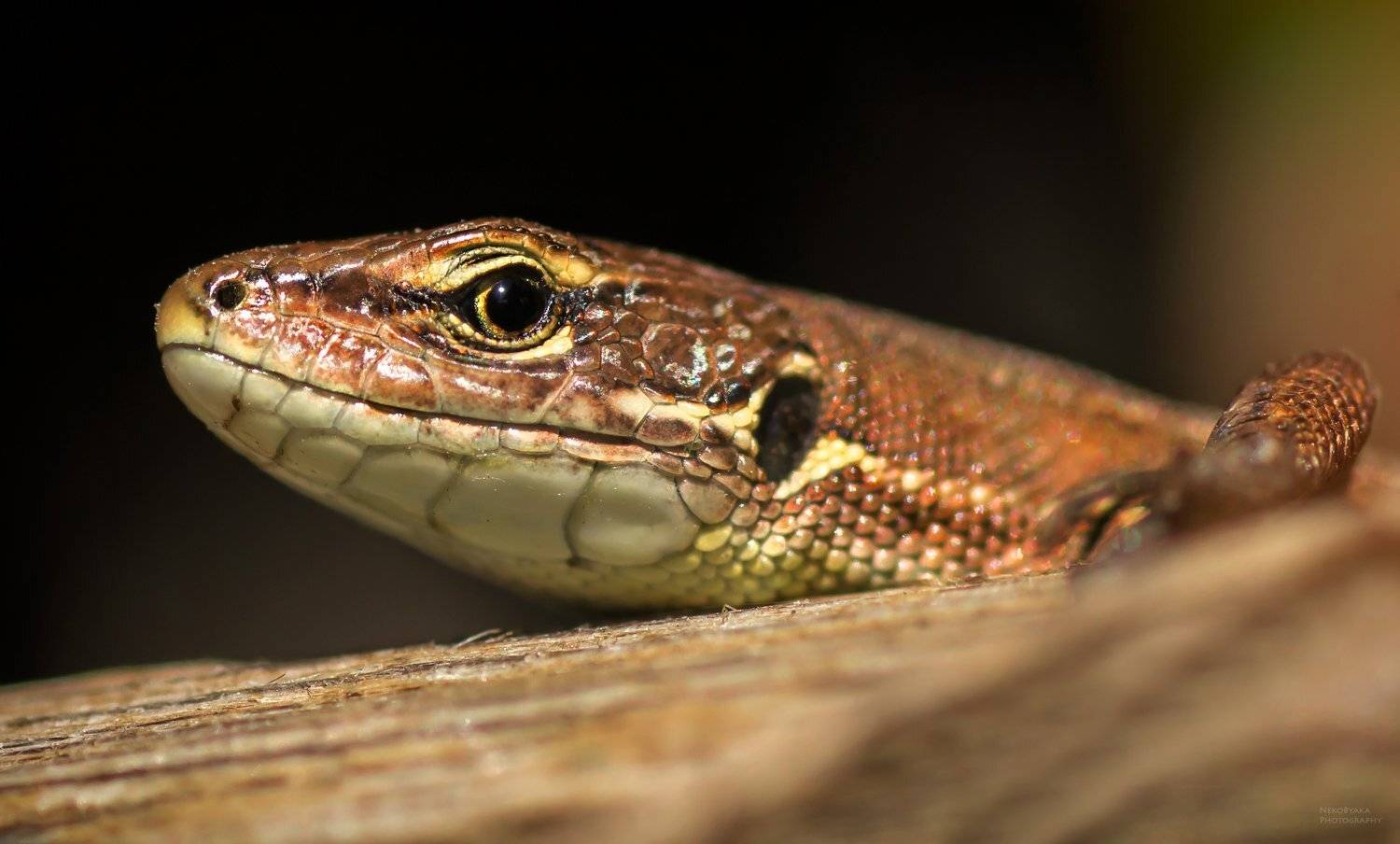 макро, природа, животные, ящерица, macro, nature, animals, lizard,, Тараненко Анжелика