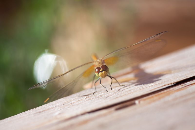 стрекоза, насекомые, животные, макро, лето, цвета, боке, природа вертолеты фото превью