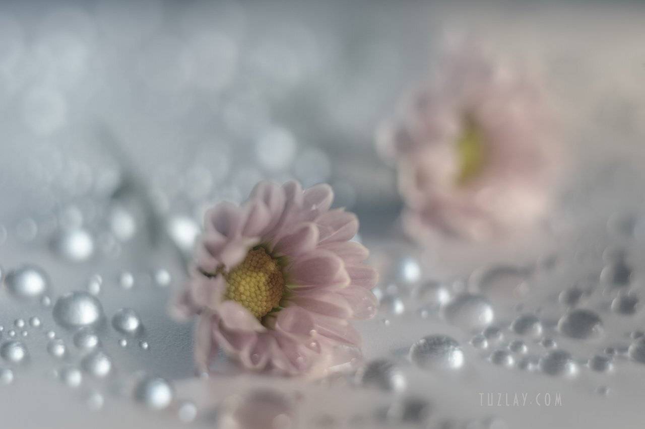 хризантемы, розовый цветок, розовые тона, капельки, гелиос 44, Владимир Тузлай