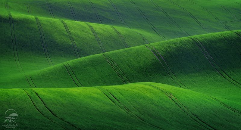 пейзаж, природа, поле, моравия, чехия Green velvet фото превью