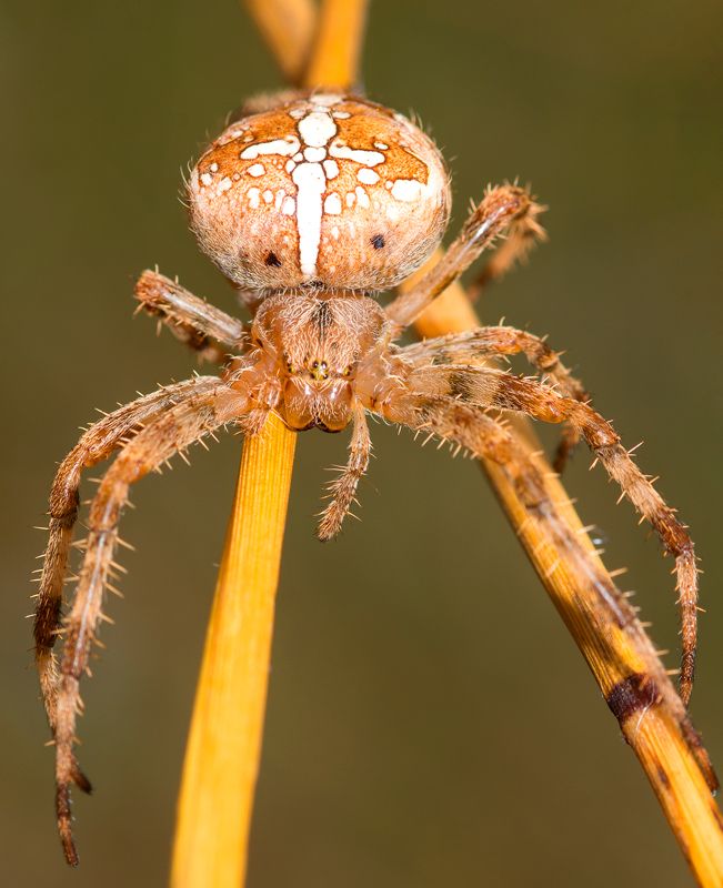 * фото превью