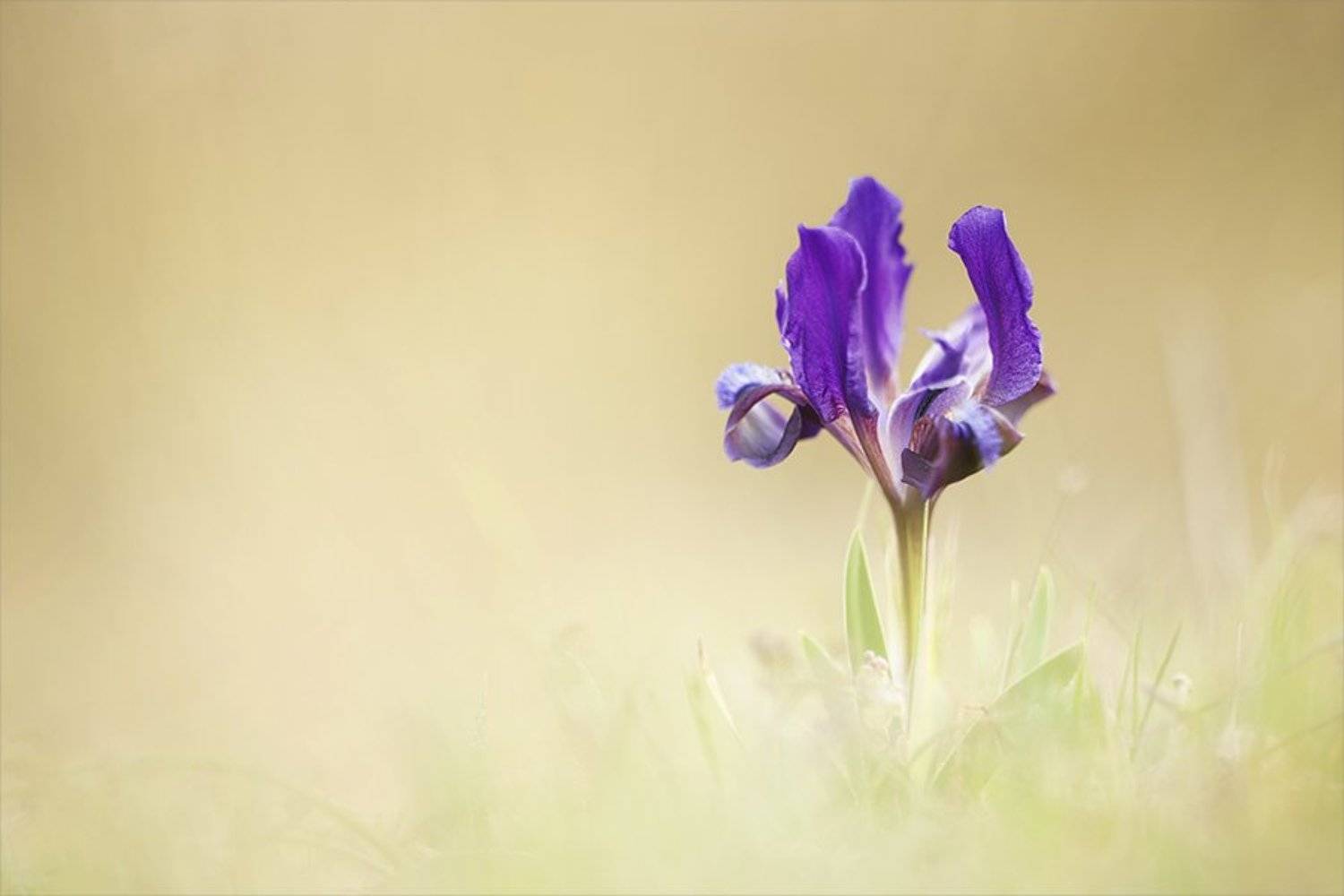 , Наталья Ова